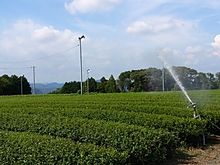 日本一のお茶畑の水まき